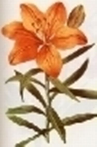 lilium croceum