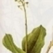 listera ovata