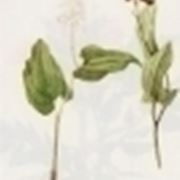 majanthemum bifolium