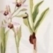 ophrys arachnites