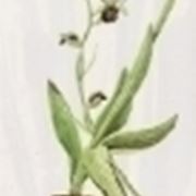 ophrys saranifera