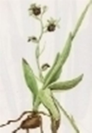 ophrys saranifera