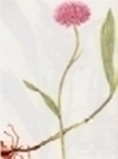 orchis globosa 