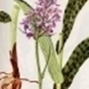 orchis maculata