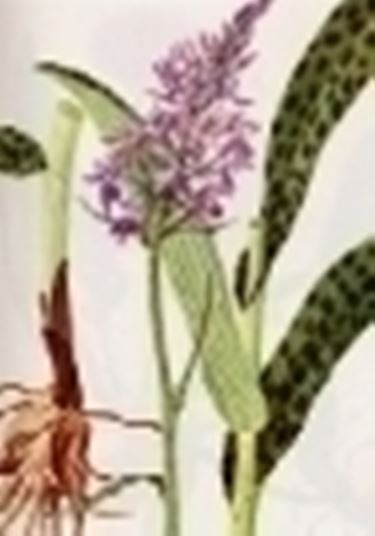 orchis maculata