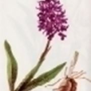 orchis mascula