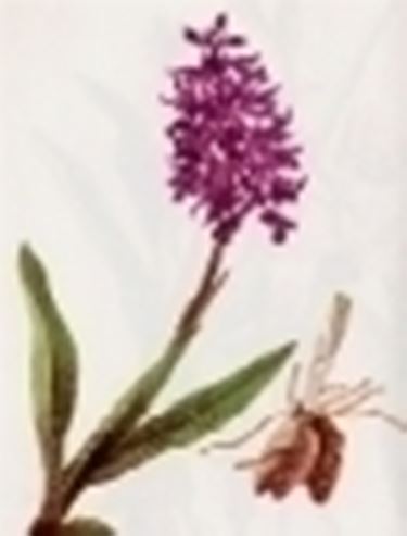 orchis mascula