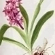 orchis mascula speciosa