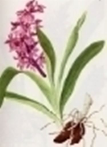 orchis mascula speciosa