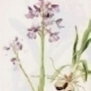 orchis morio