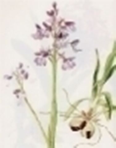 orchis morio