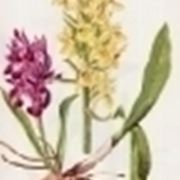 orchis sambucina