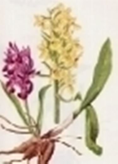 orchis sambucina