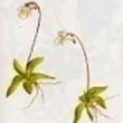 pinguicula alpina