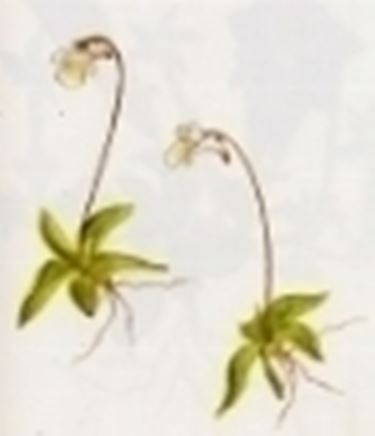 pinguicula alpina