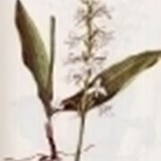 platanthera bifolia