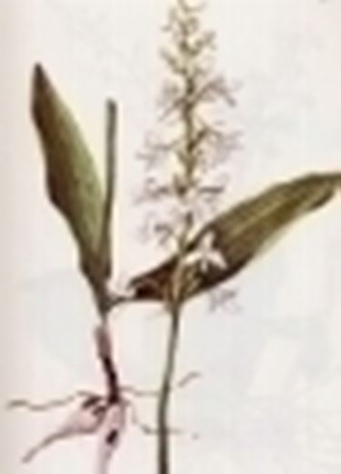 platanthera bifolia