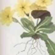 primula acaulis