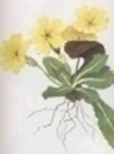 primula acaulis