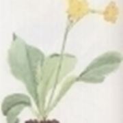 primula auricula