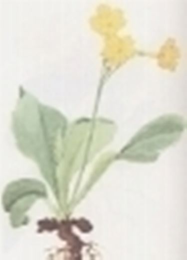 primula auricula