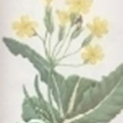 primula elatior