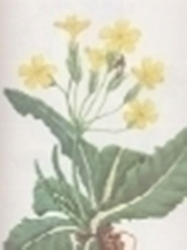 primula elatior