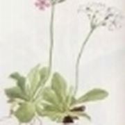 primula farinosa