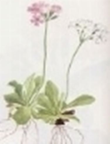 primula farinosa