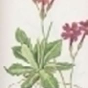 primula halleri