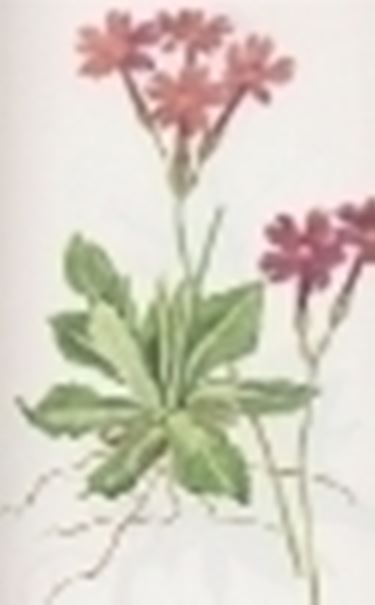 primula halleri