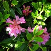 rhododendron ferrugineum
