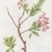 rhododendron hirsutum