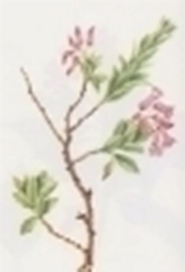 rhododendron hirsutum