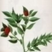 ruscus aculeatus