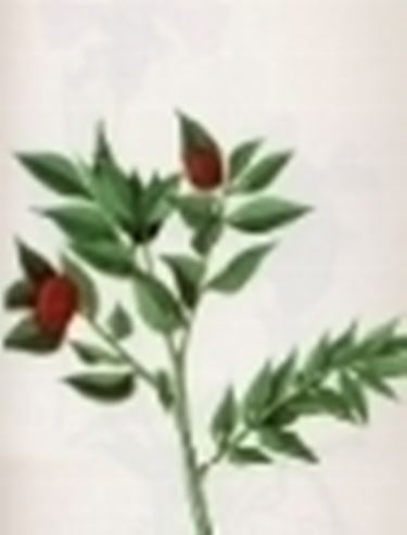 ruscus aculeatus