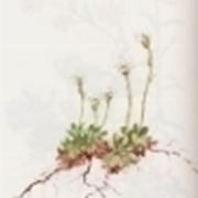 saxifraga androsacea