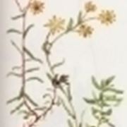 saxifraga autumnalis
