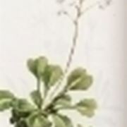 saxifraga cuneifolia