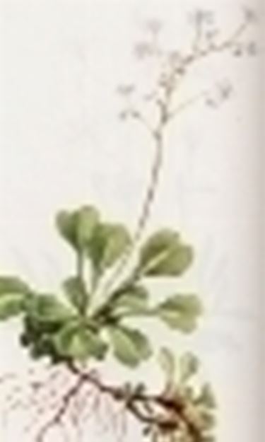 saxifraga cuneifolia