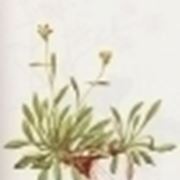 saxifraga muscoides