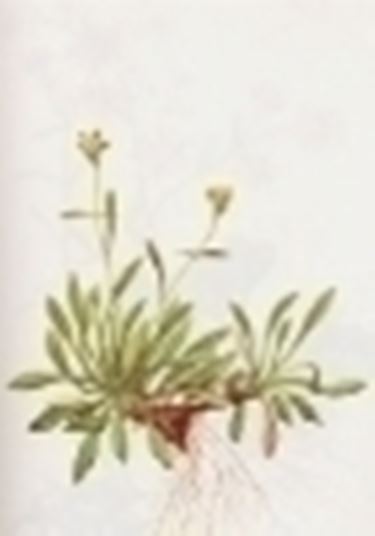 saxifraga muscoides