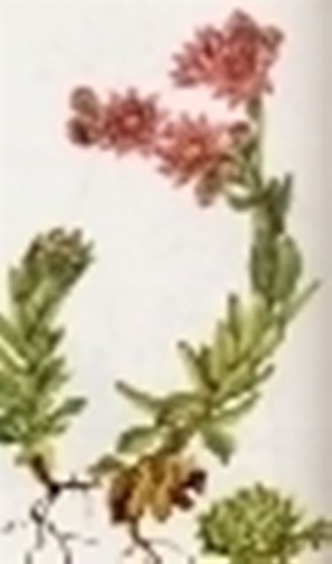 sempervivum arachnoideum