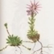 sempervivum montanum