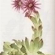 sempervivum tectorum