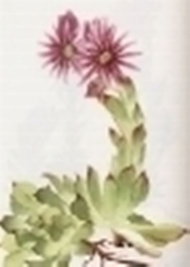 sempervivum tectorum