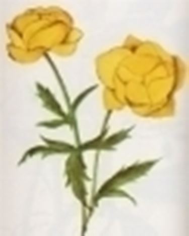 trollius europaeus