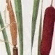 typha latifolia