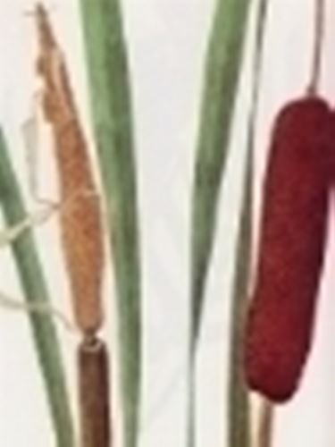 typha latifolia