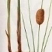 typha minima 